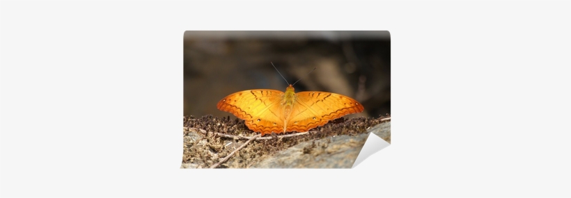 Sleepy Orange, transparent png