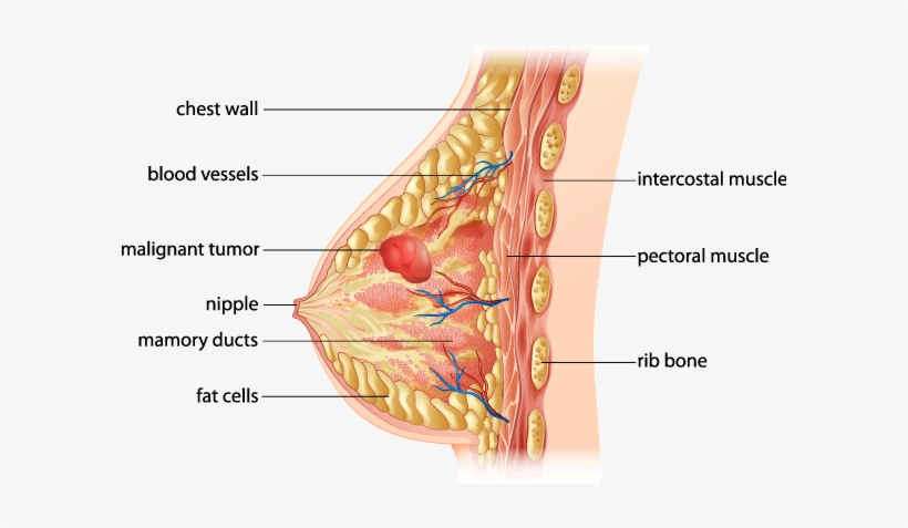 Breast Anatomy - Breast Cancer, transparent png