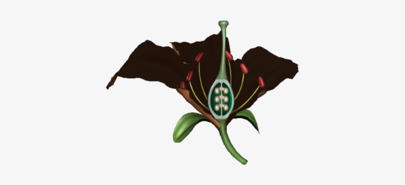 Flower Anatomy - Flag, transparent png