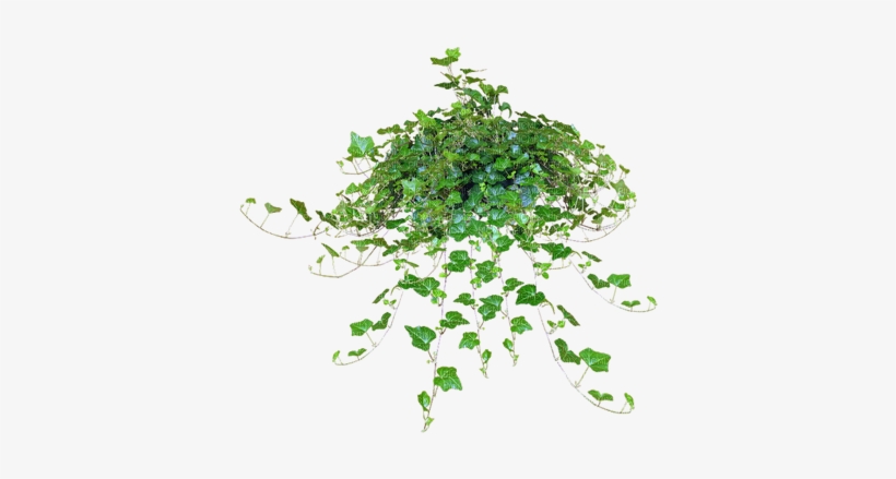 Hanging Plant, Sunshine3 - Hanging Plants Png File, transparent png
