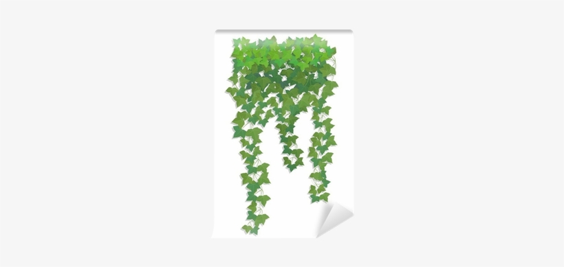 Hanging Branches Of Ivy - Kyv36 Digno Rafre ディグノ ラフレ スマホケース Au エーユー 009409 ハードケース, transparent png