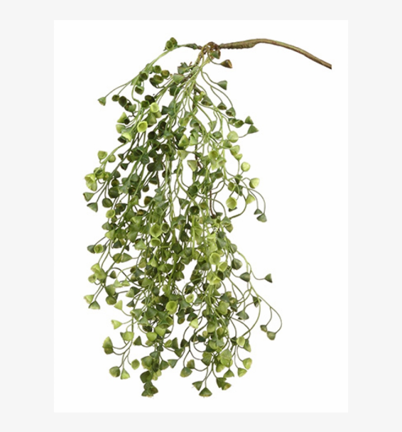 20" Sedum Hanging Bush Green - Inch, transparent png