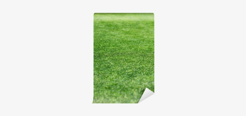 Lawn, transparent png
