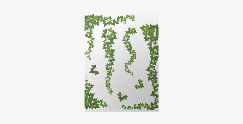 Set Of Hanging Branches Of Ivy On A White Background - Hanging Plants Vector, transparent png