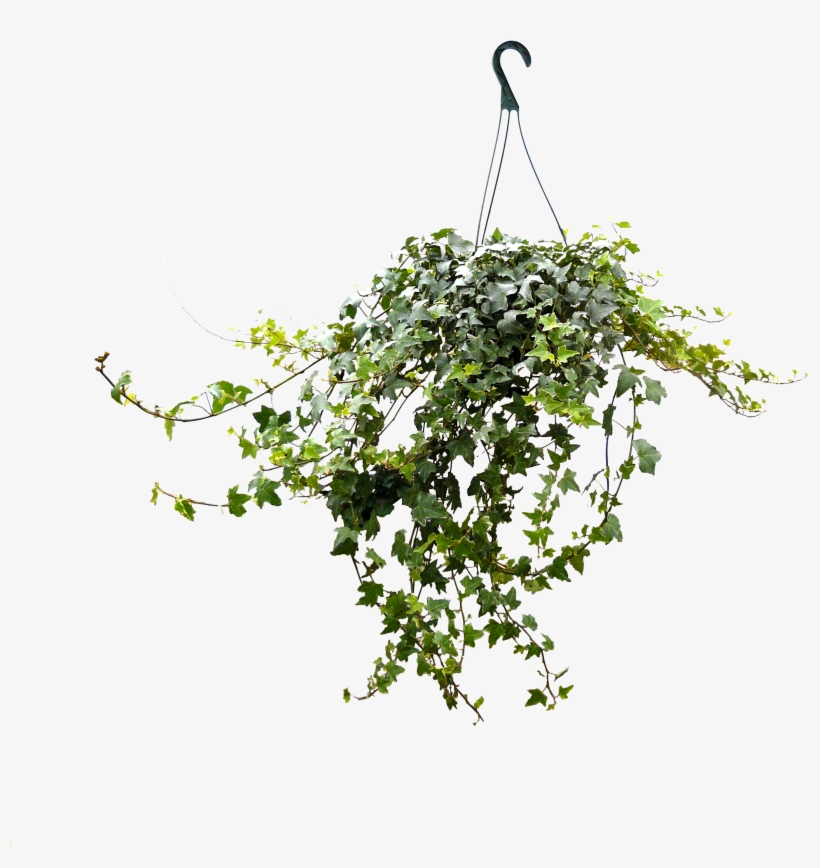 8in Ivy Hanging - Tree, transparent png
