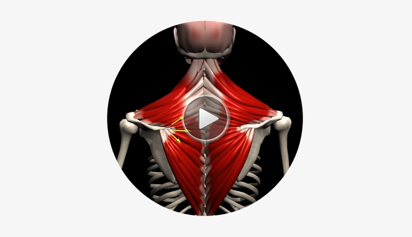 3d Anatomy Of The Muscular System - Muscle And Motion, transparent png