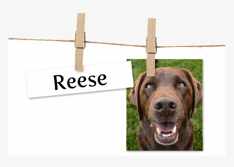 Dog Catches Something, transparent png