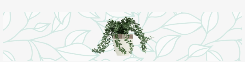 English Ivy - Illustration, transparent png