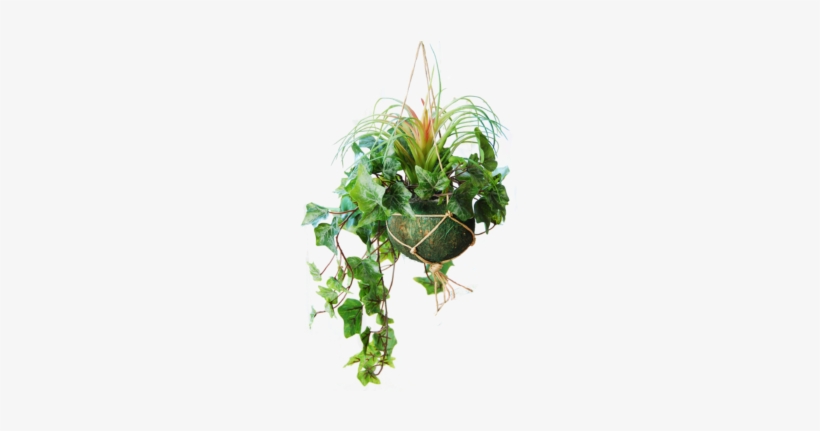 Hanging Basket With Light Frosted Ivy And A Tillandsia - Credit, transparent png