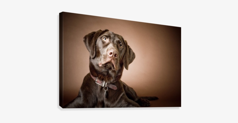Chocolate Labrador Retriever - Chocolate Labrador Retriever; Portrait Of A Labrador, transparent png