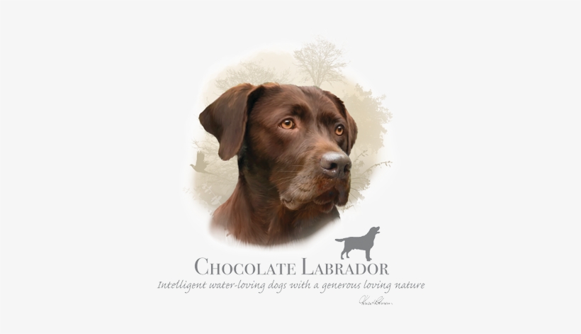 Chocolate Labrador - T Shirt Labrador Choco, transparent png