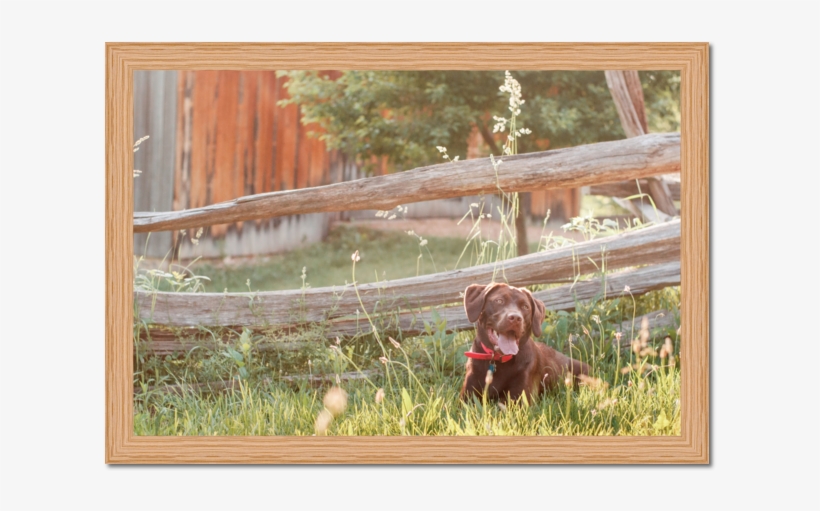 Framed Acrylic Sample Of Chocolate Lab - Picture Frame, transparent png