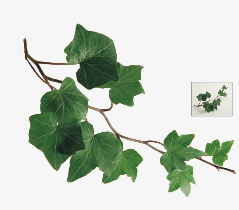 2 Kbytes, For Mobile - Assertion - Reason Questions In Botany For Aiims, transparent png