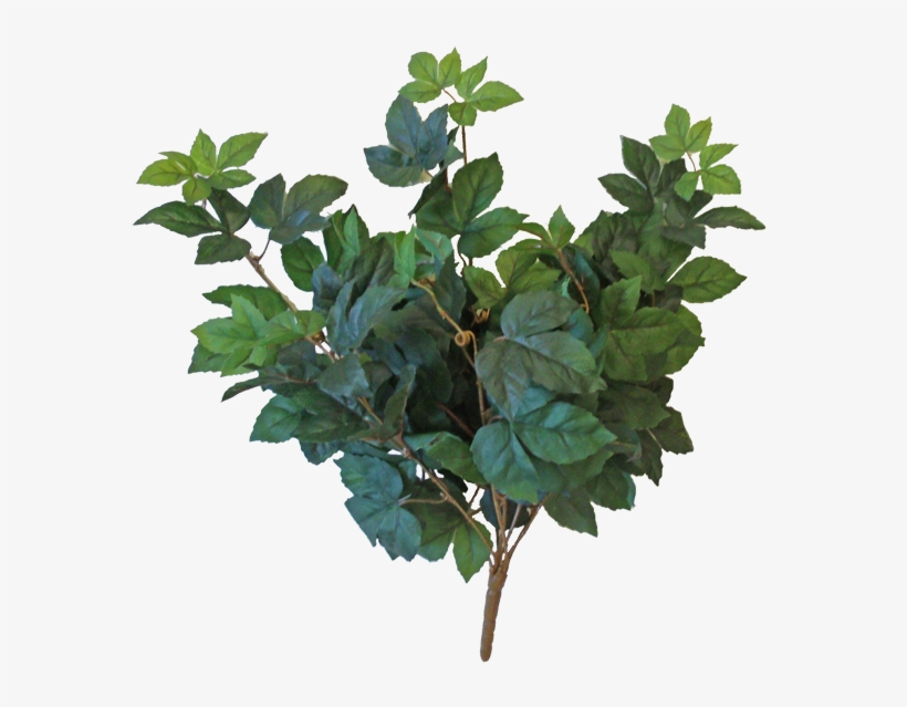 24” Soft Touch Maple Hanging Bush - Houseplant, transparent png