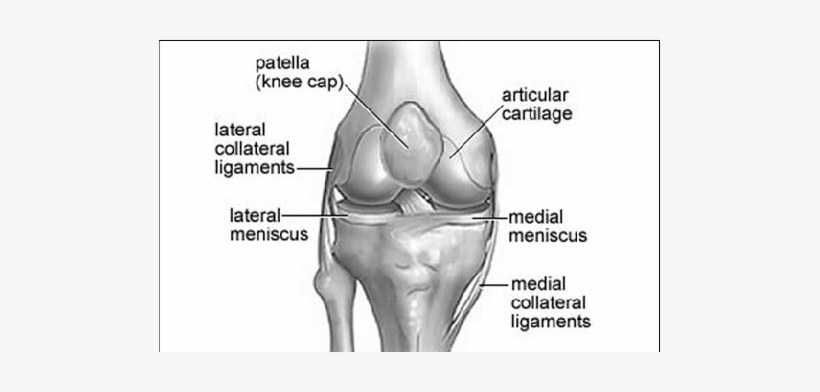 Right Knee Joint Anatomy - Superior Tibiofibular Joint, transparent png
