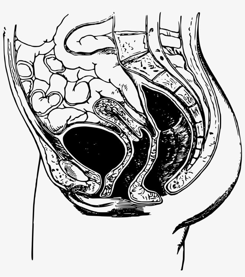 Png Black And White Library Anatomical Drawing Pelvis - Pelvic Anatomy Draw, transparent png