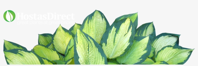 Hostasdirect's Garden Blog - Hostas On White Background, transparent png
