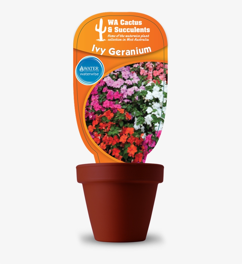 Ivy-geranium1 - Ceropegia, transparent png