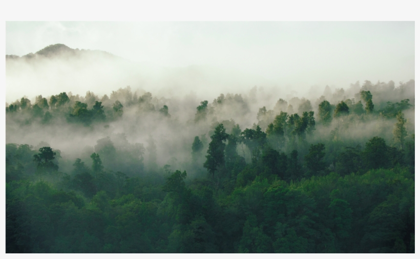 Score 50% - Forest, transparent png