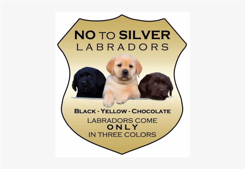 Say No To Silver - Differences Between American Labs And English Labs, transparent png