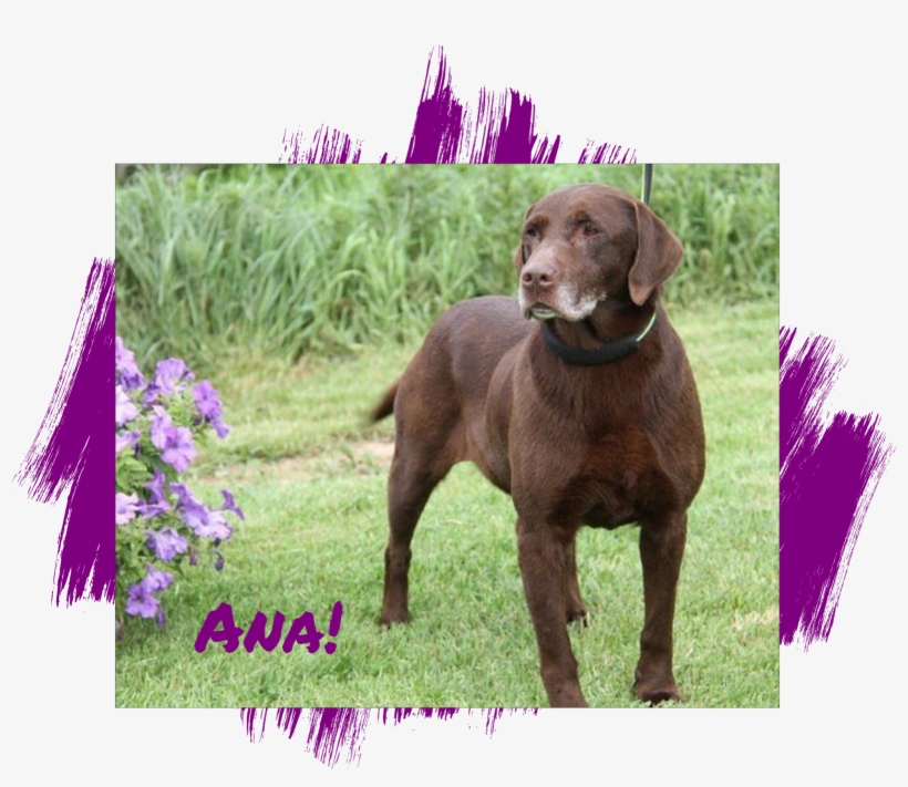 Lab Rescue Of L - Pointing Breed, transparent png