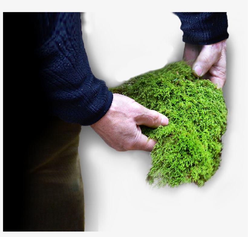 Our Raw Materials - Moss, transparent png