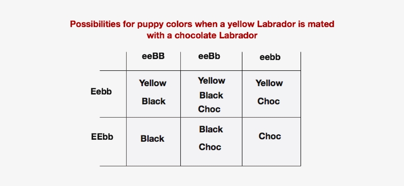 Yellowxchocolate - Labrador Retriever Coat Colour Genetics, transparent png
