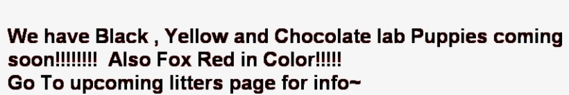 Chocolate Yellow Black Lab Puppies - Colorfulness, transparent png