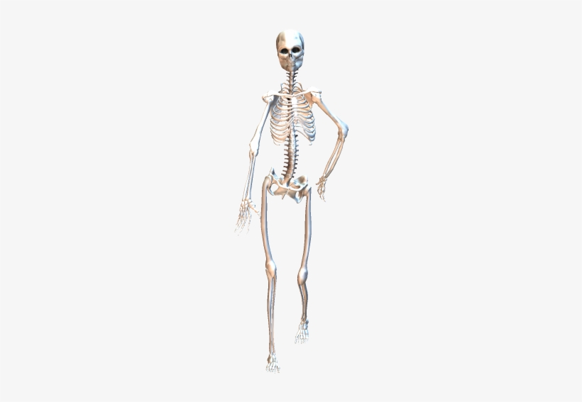 Skeleton Walking 2 - Skeleton, transparent png