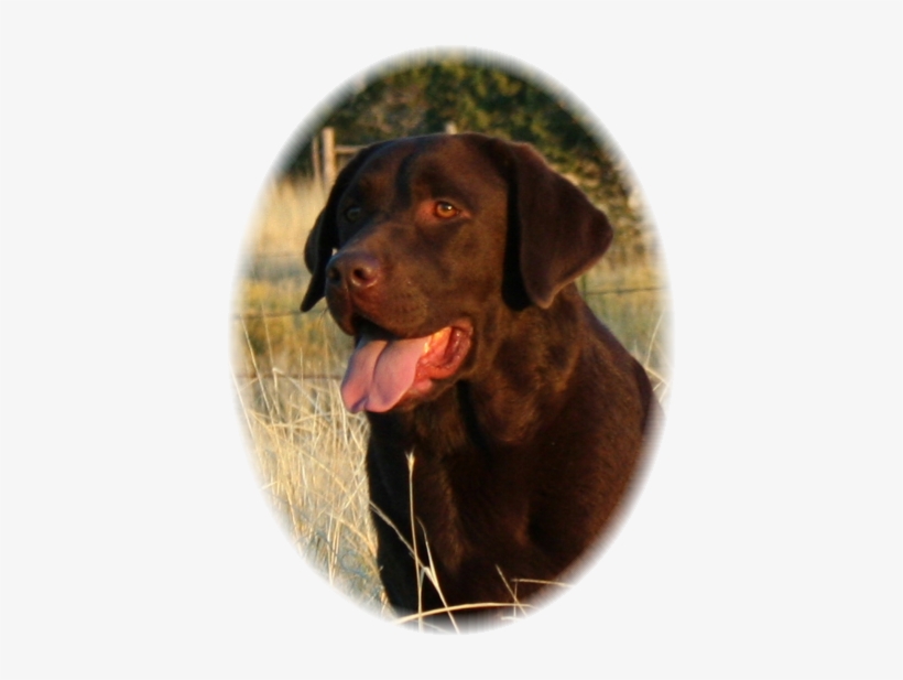 Labrador Retriever, transparent png