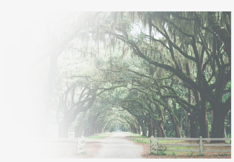 Letgetstart - Tree Archway, transparent png
