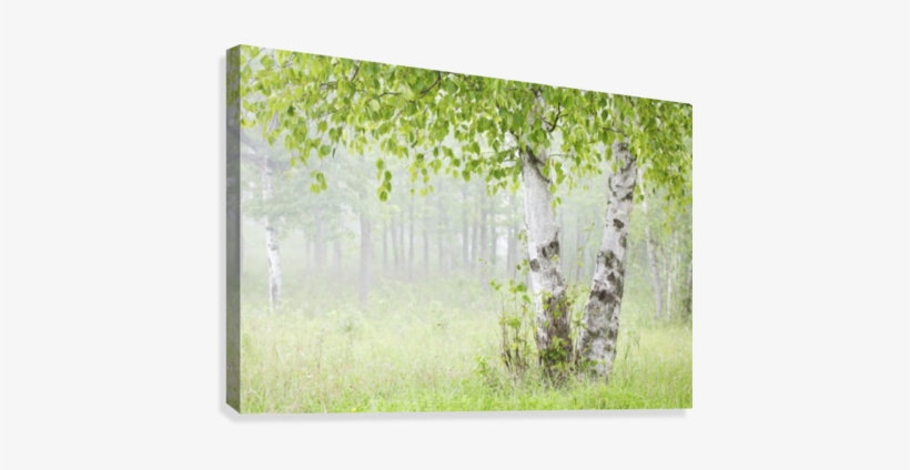 Birch Trees In Fog - Supplier Generic Birch Trees In Fogthunder Bay Ontario, transparent png
