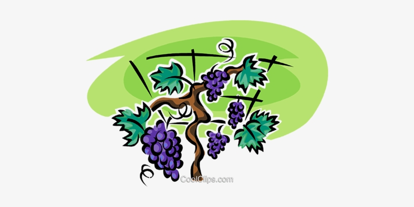 Grapes On The Vine Royalty Free Vector Clip Art Illustration - Videira Vetor Png, transparent png