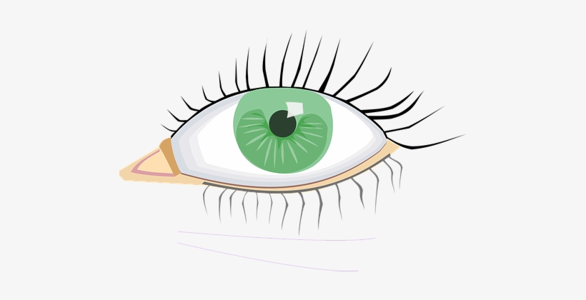 Eye, Green, Organ, Human Body - Organos Del Cuerpo Ojos, transparent png