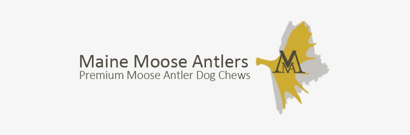 Maine Moose Antlers - Antler, transparent png