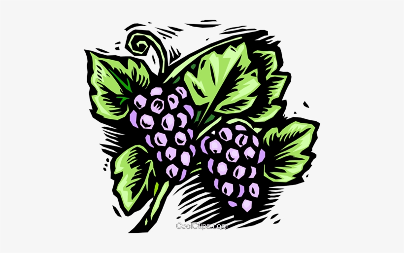Grapes, Woodcut Style Royalty Free Vector Clip Art - Quelle Couleur De Fruit, transparent png