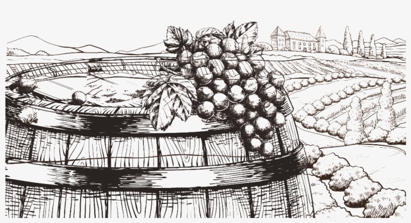 Grape Sketch - Sketch, transparent png