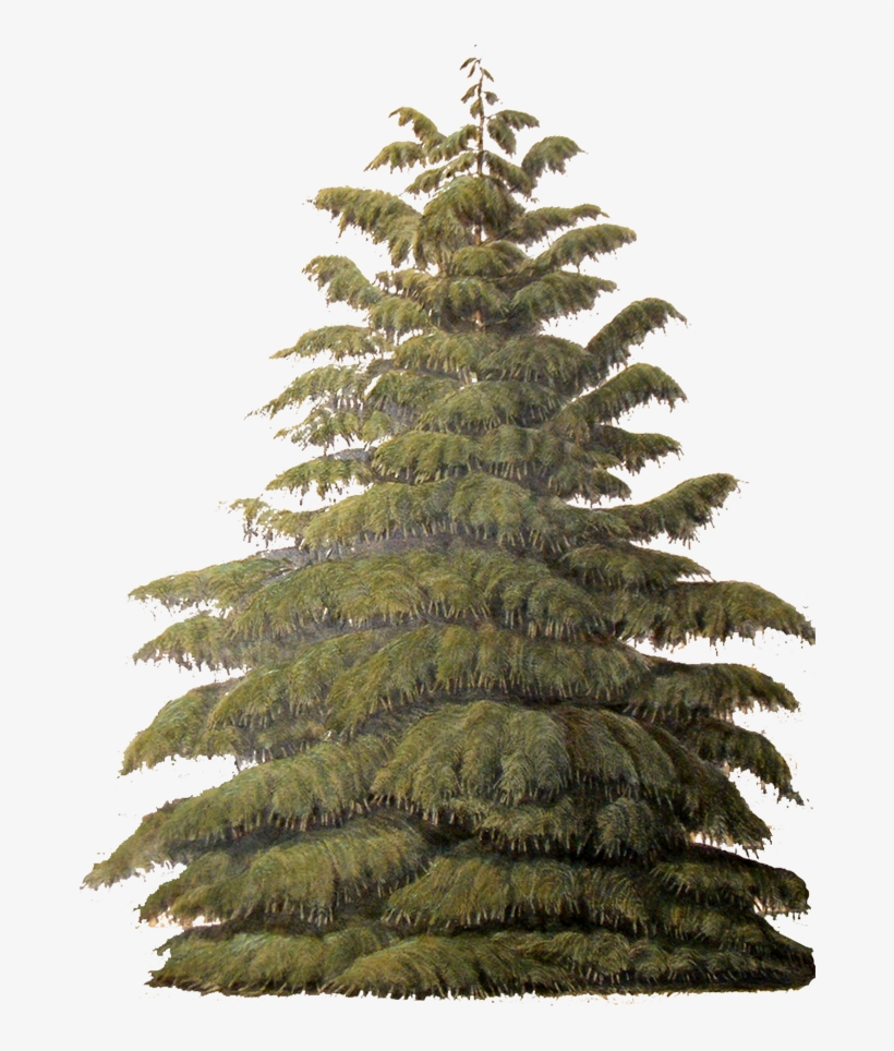 Incense Cedar - Conifers, transparent png