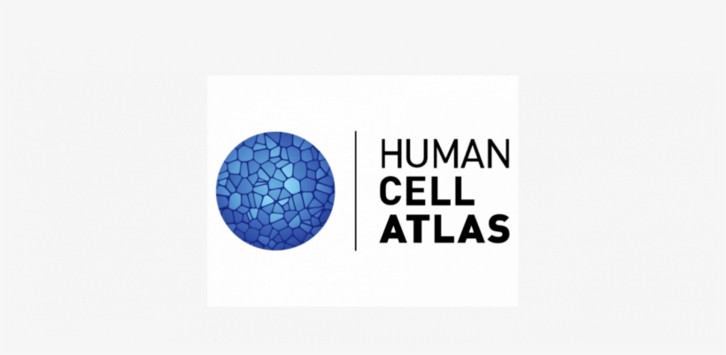 The International Human Cell Atlas Publishes Strategic - Circle, transparent png