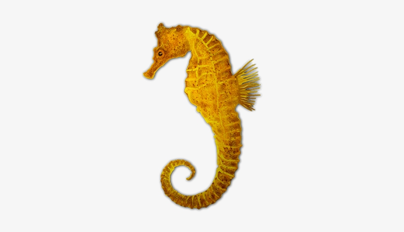 Caballitos De Mar Png,rosavecina - Seahorse, transparent png