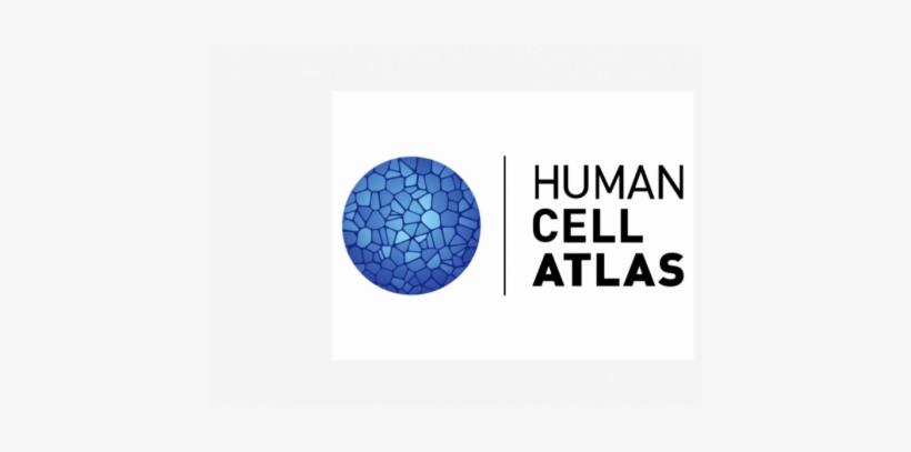 The International Human Cell Atlas Publishes Strategic - Human Cell Atlas Logo, transparent png