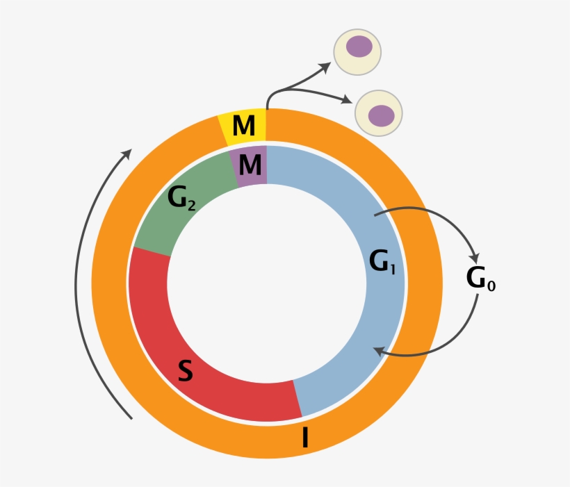 Temperature Control Of Mammalian Cell Cycle - Cell Cycle Png, transparent png