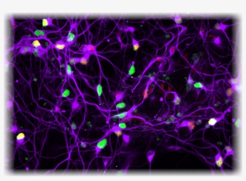Catalog Of The Ninds Human Cell And Data Repository - Stem Cell, transparent png
