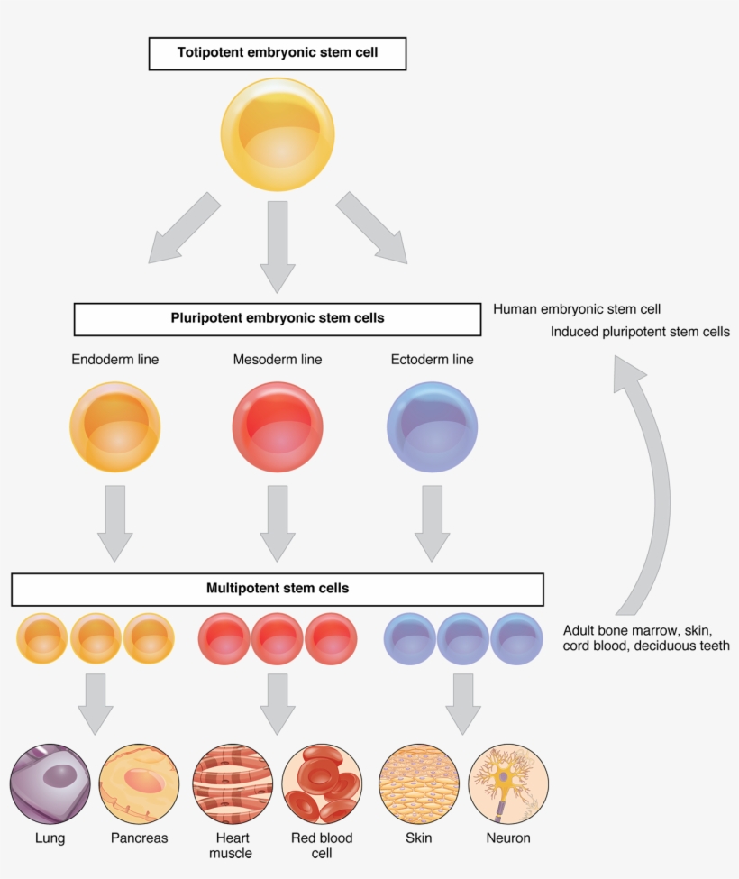 This Flow Chart Shows The Differentiation Of Stem Cells - Celulas Madre De Tejido Adiposo, transparent png