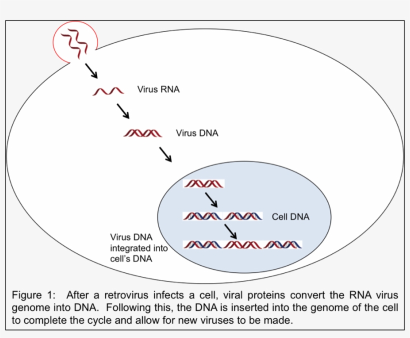 Repurposing Virus Proteins For A Positive Role In The - Viral Dna In Human Genome, transparent png
