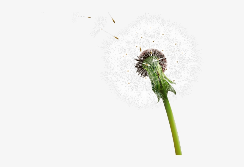 Dandelion Clipart Transparent Background - Clip Art, transparent png