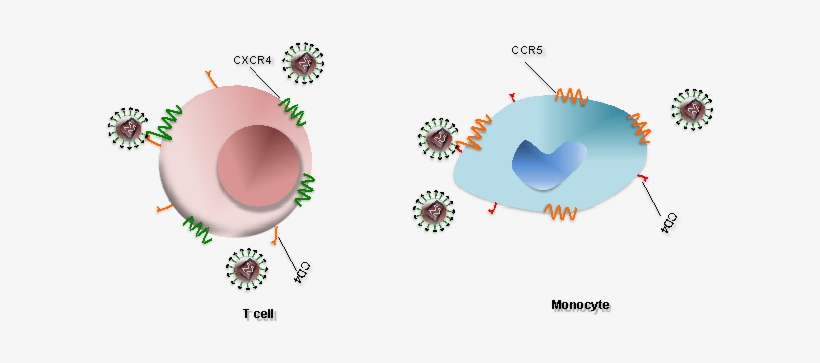 Human Immunodeficiency Virus - Cartoon, transparent png