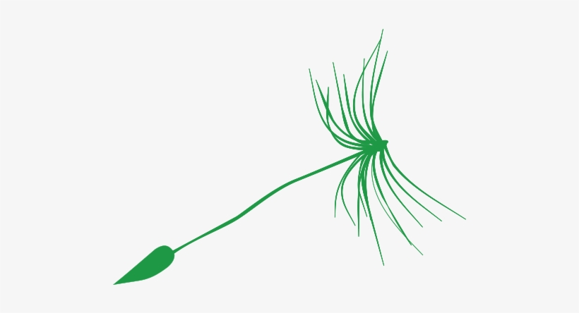 Dandelion-fr, transparent png