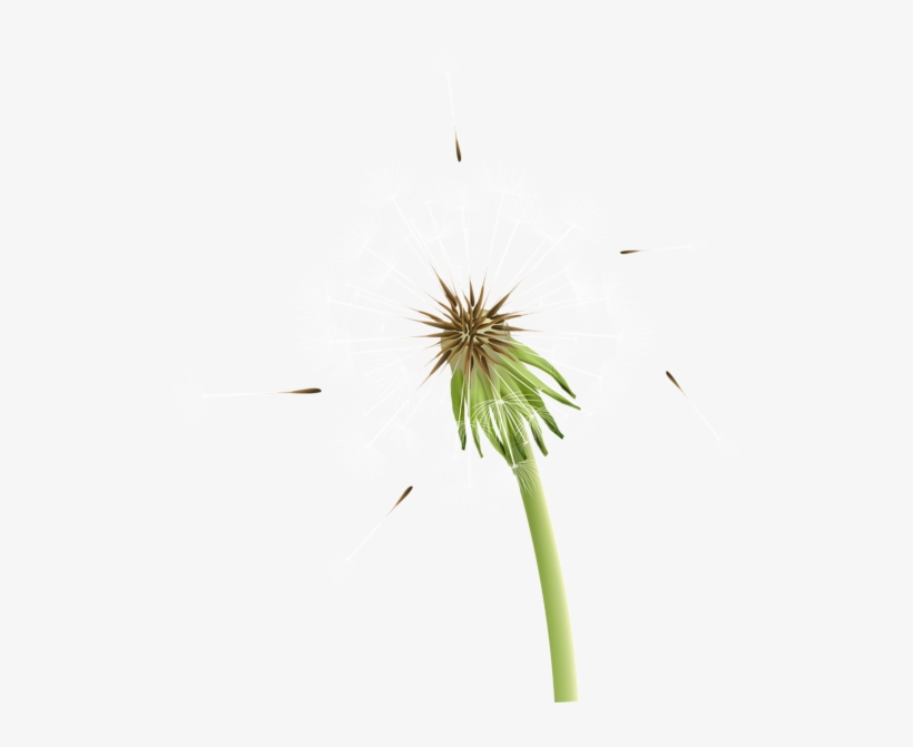 Taraxacum Png Clip Art Image - Clip Art, transparent png