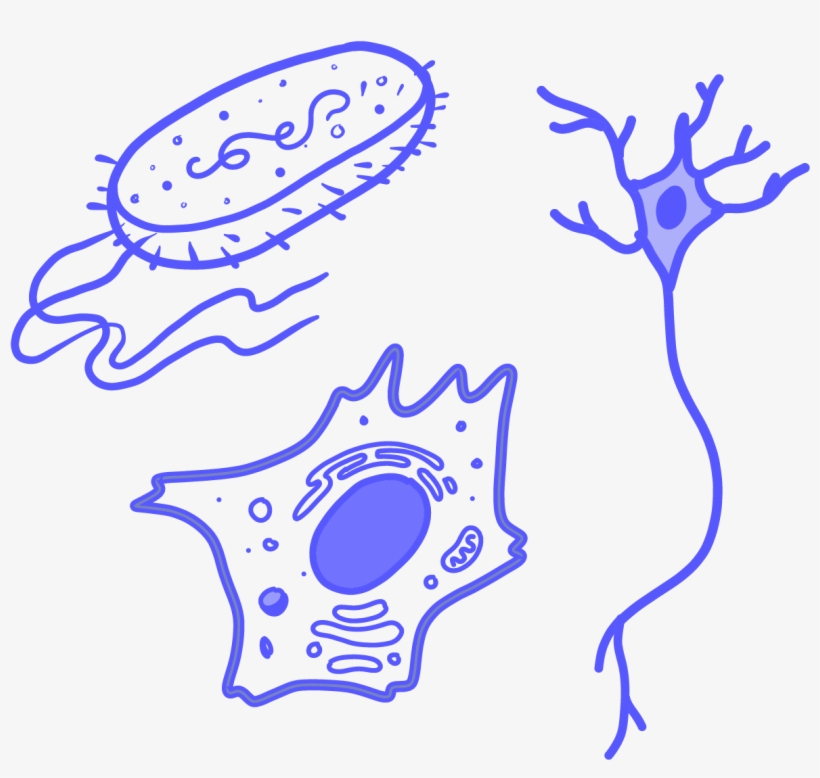 Clip Art, transparent png